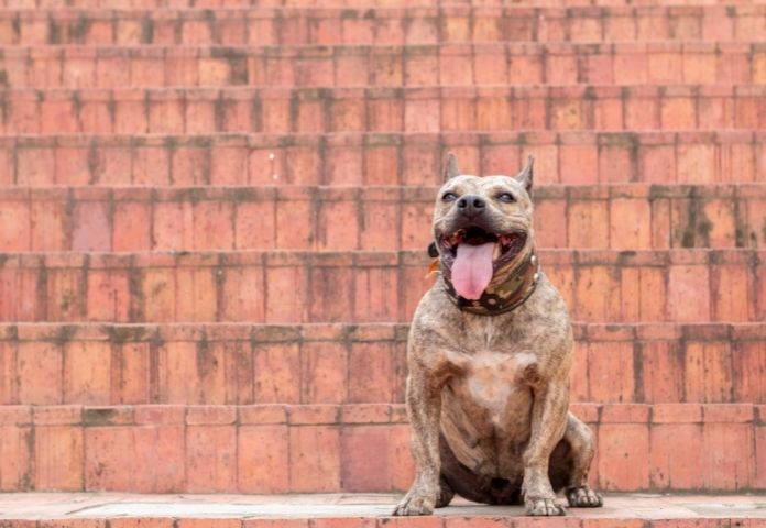 Female Brindle Pitbull Names