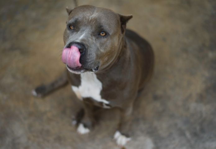 Grey Brindle Pitbull Names