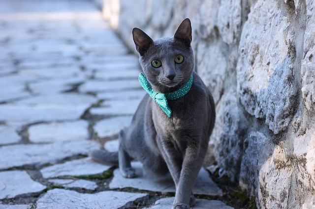 lord-of-the-ring-female-cat-names