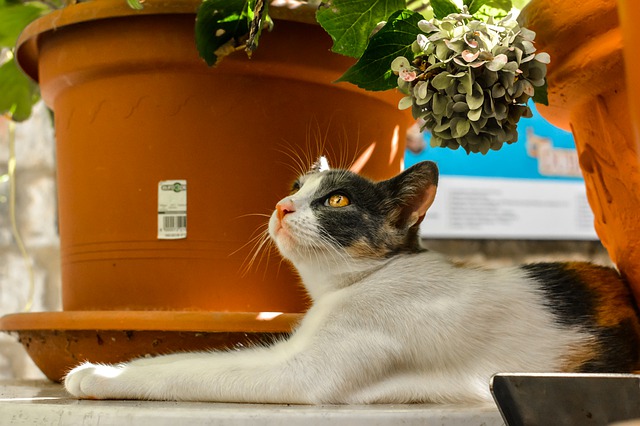 lord-of-the-ring-male-cat-names
