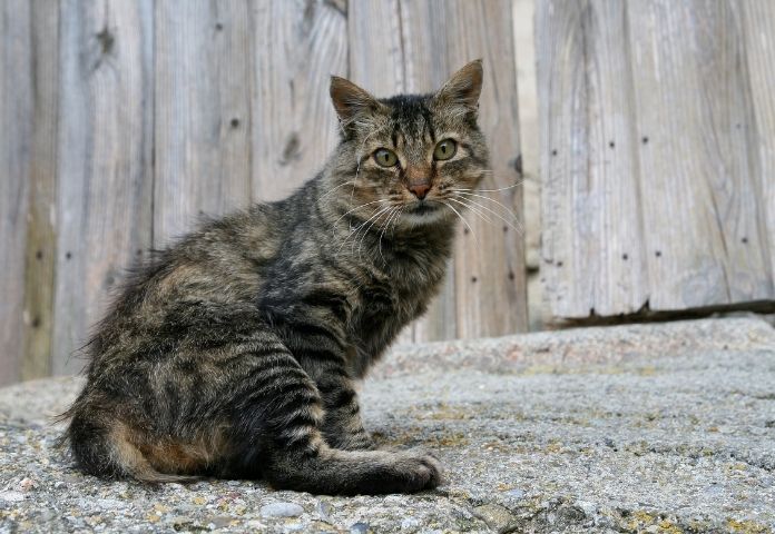 Ugly Male Cat Names