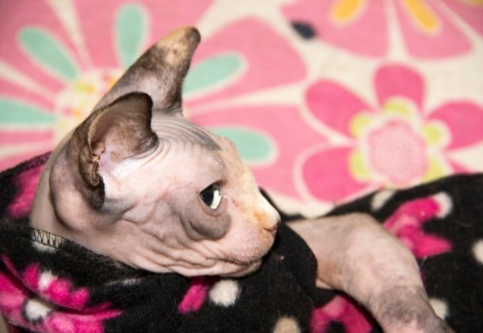 Female Boho Cat Names