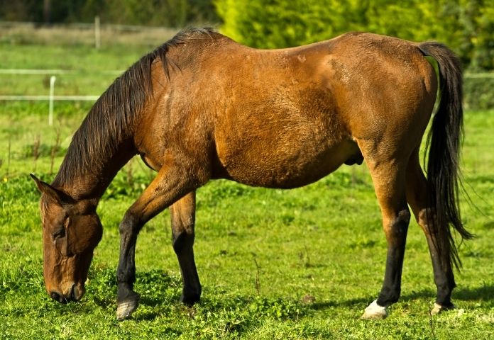 Strong Irish Horse Names