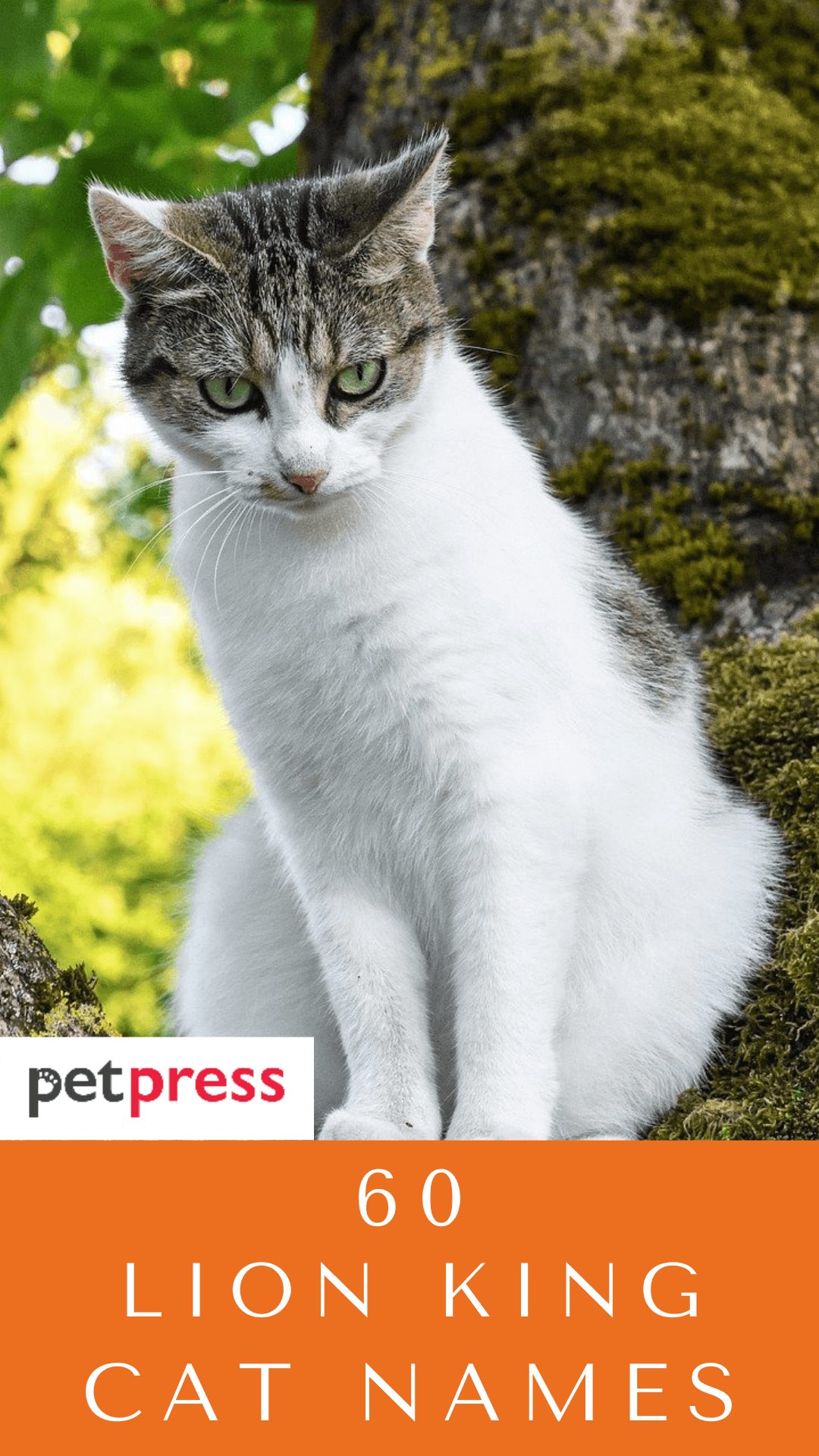 lion-king-cat-names