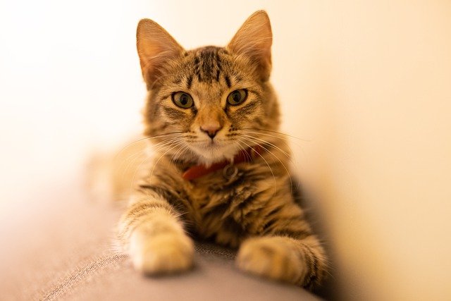 lion-king-female-cat-names