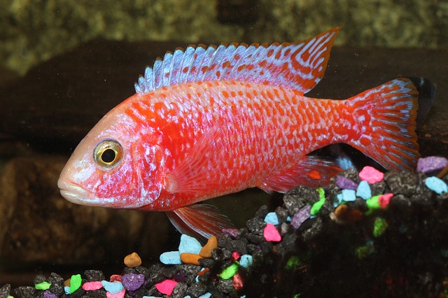 famous-red-fish-names