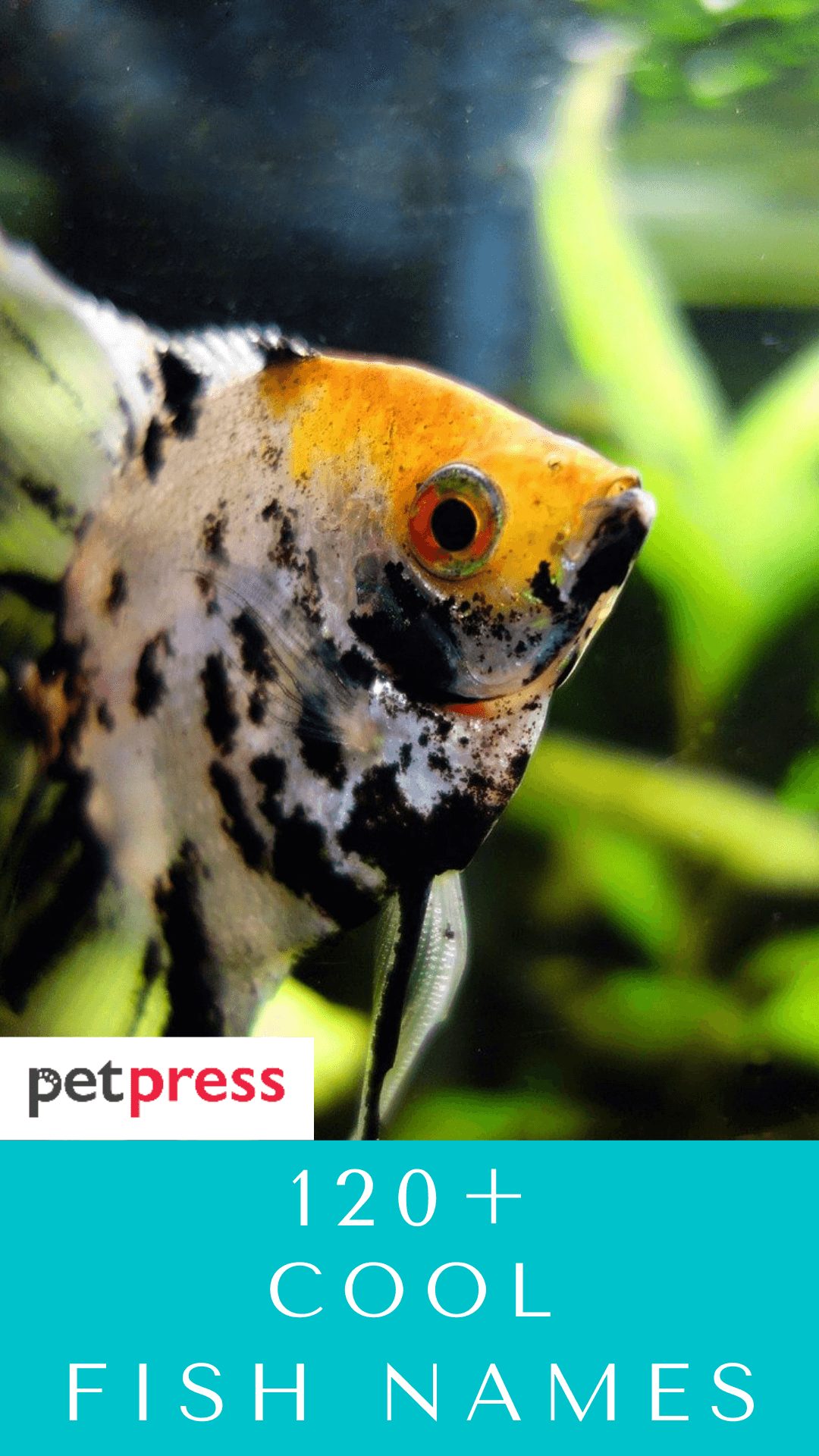 cool-fish-names