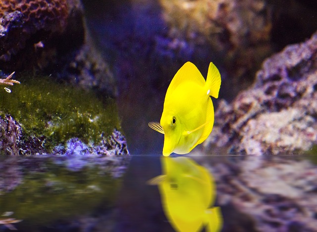cool-female-fish-names