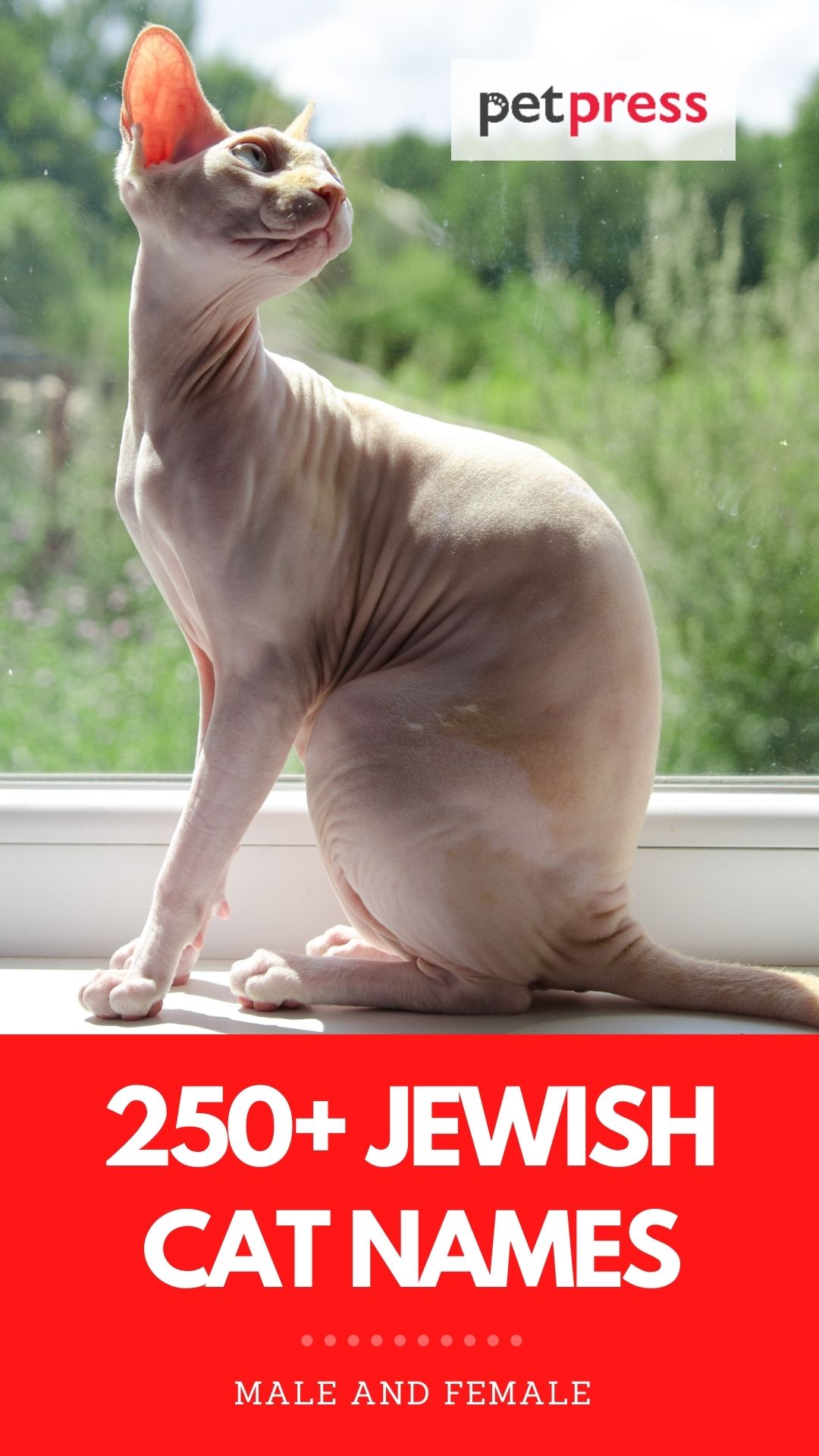 jewish cat names