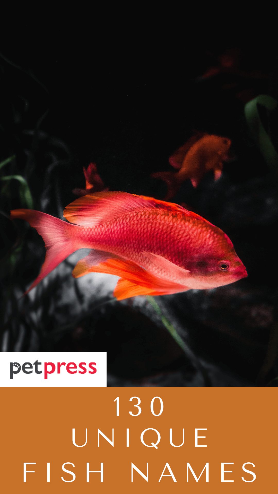 unique-fish-names