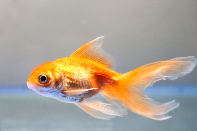 unique-goldfish-names