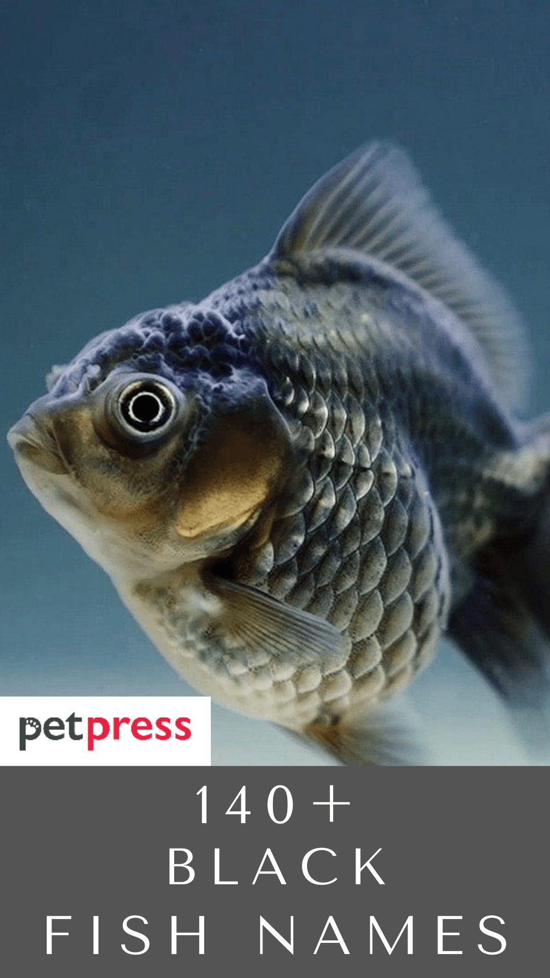 black-fish-names