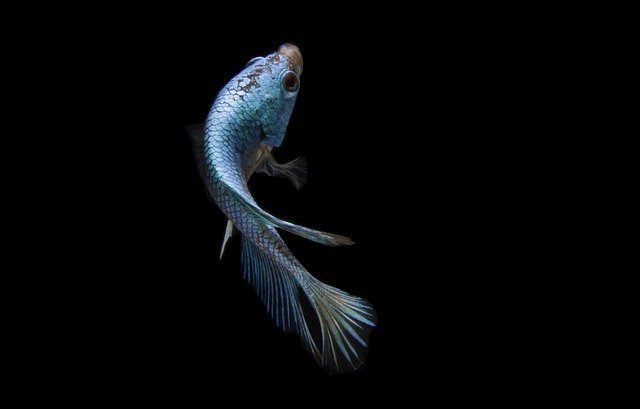female-black-fish-names