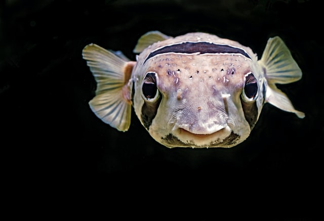 black-white-fish-names