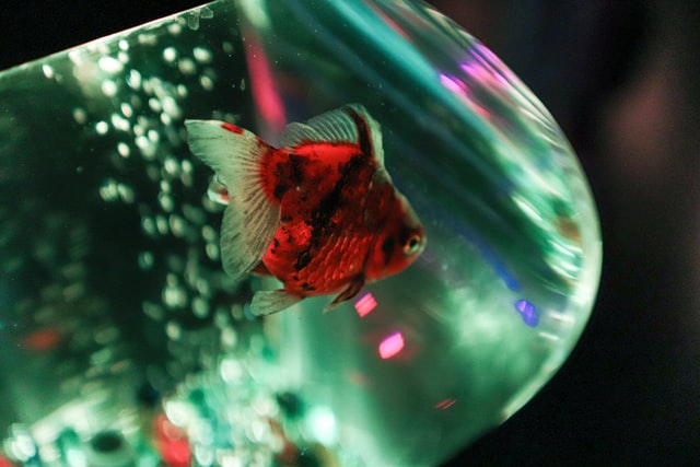 black-orange-fish-names