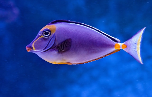 female-hawaiian-fish-names