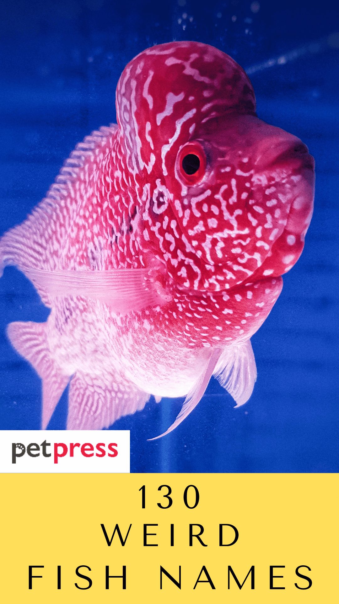 weird-fish-names