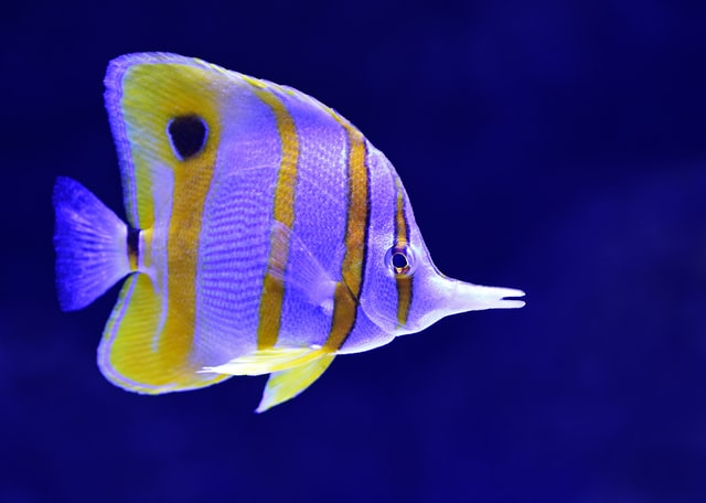 female-weird-fish-names