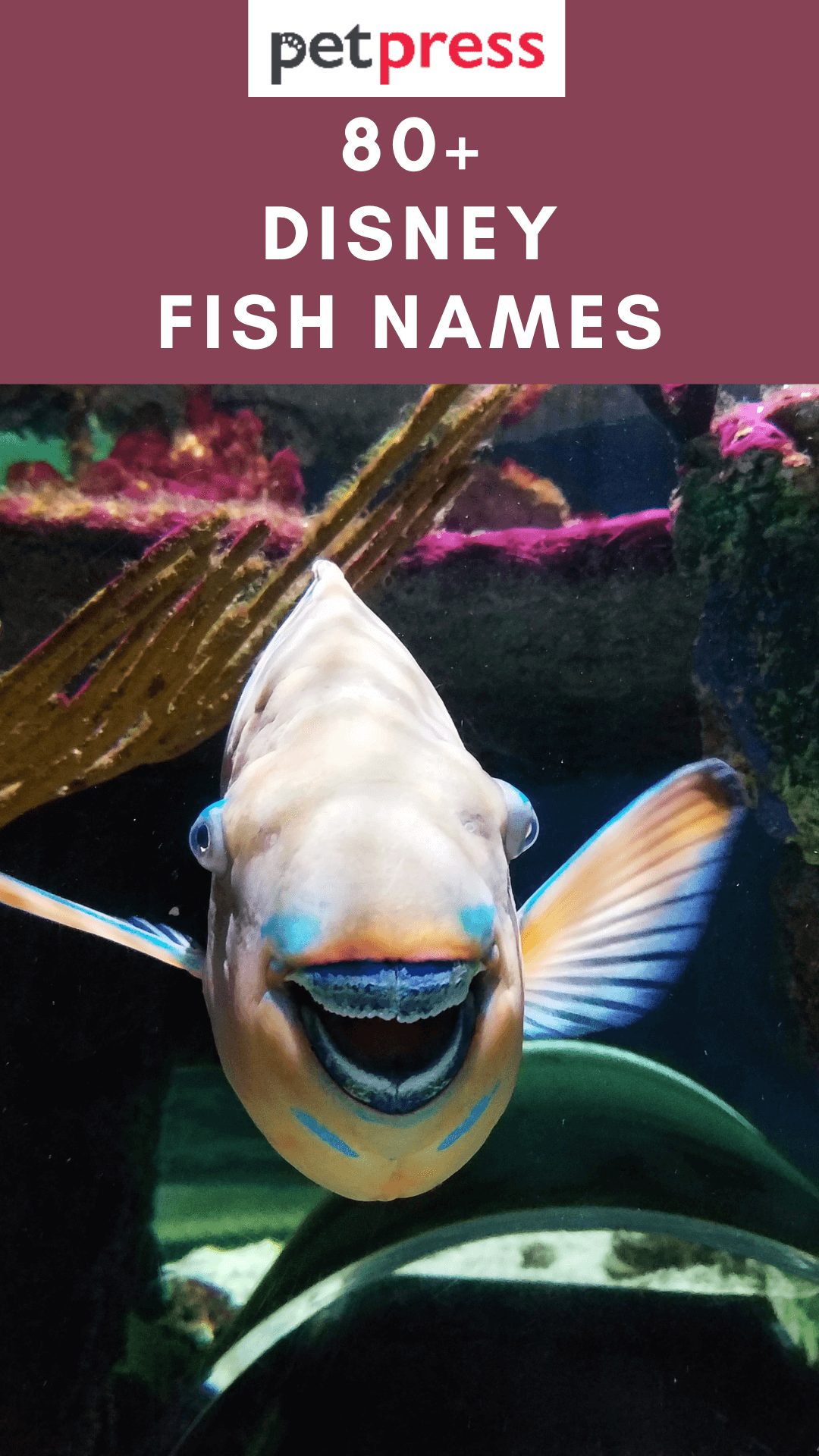 disney-fish-names