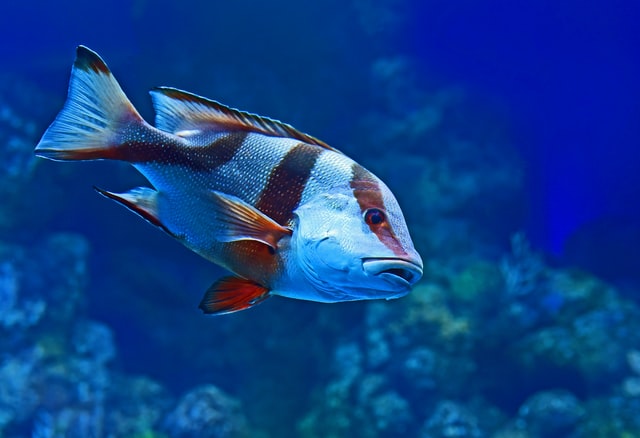 disney-male-fish-names