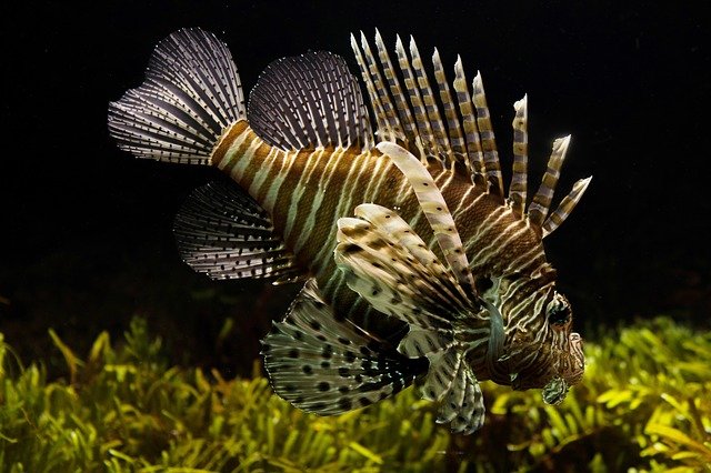 cool-spanish-fish-names