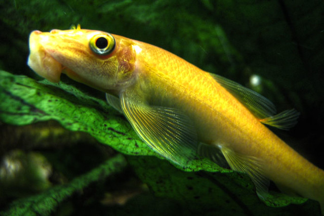 small-sucker-fish-names