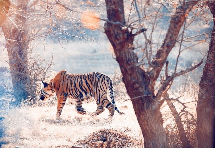 Tiger in Different Languages