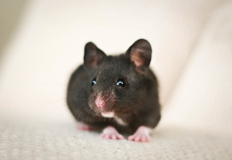 badass-black-hamster-names