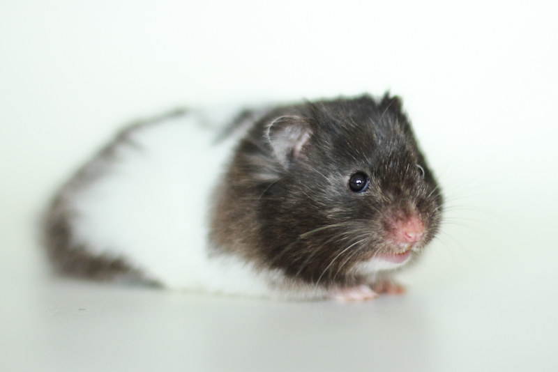male-black-white-hamster-names