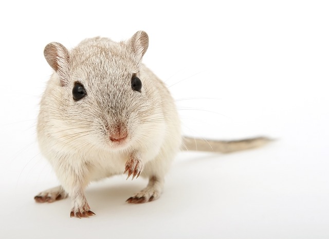 male-white-hamster-names