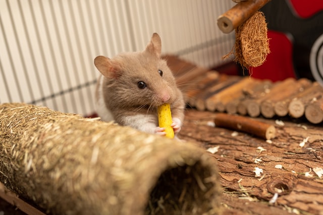 cute-food-hamster-names