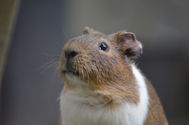 cute-russian-hamster-names