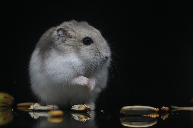 famous-disney-hamster-names