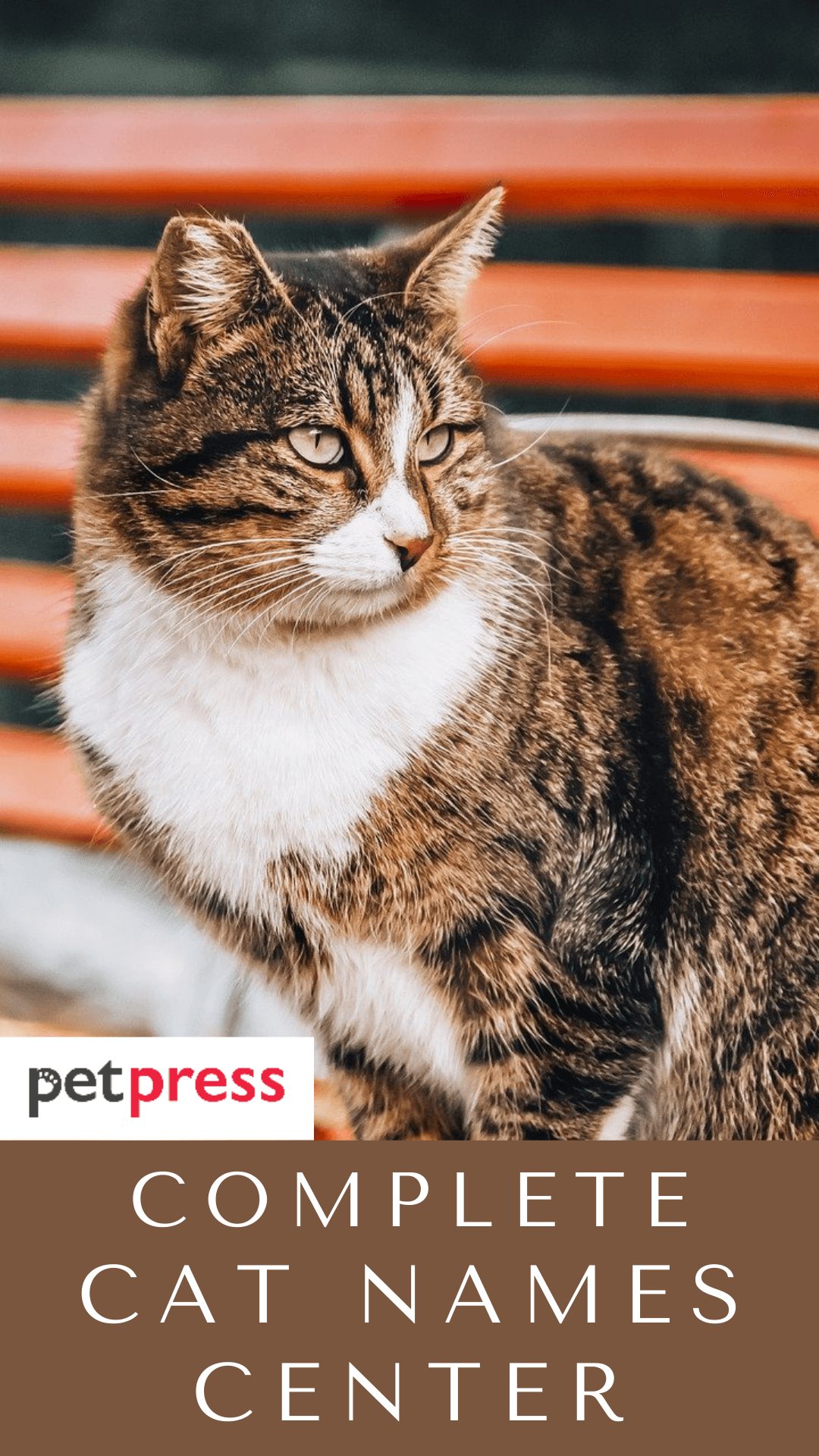 cat-names-center