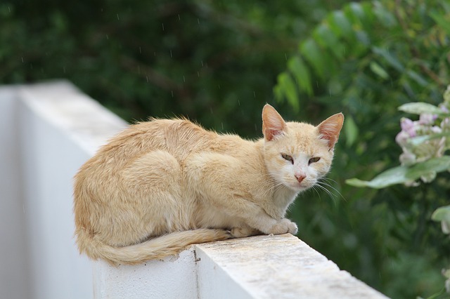 cute-cat