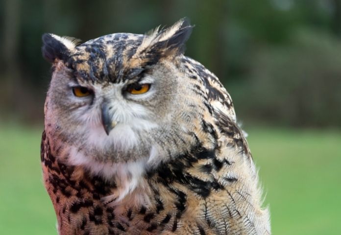 Cool Owl Names