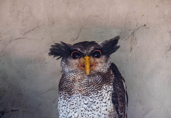 Cute Owl Names