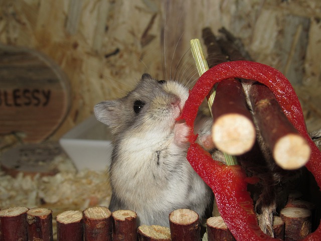 male-common-hamster-names