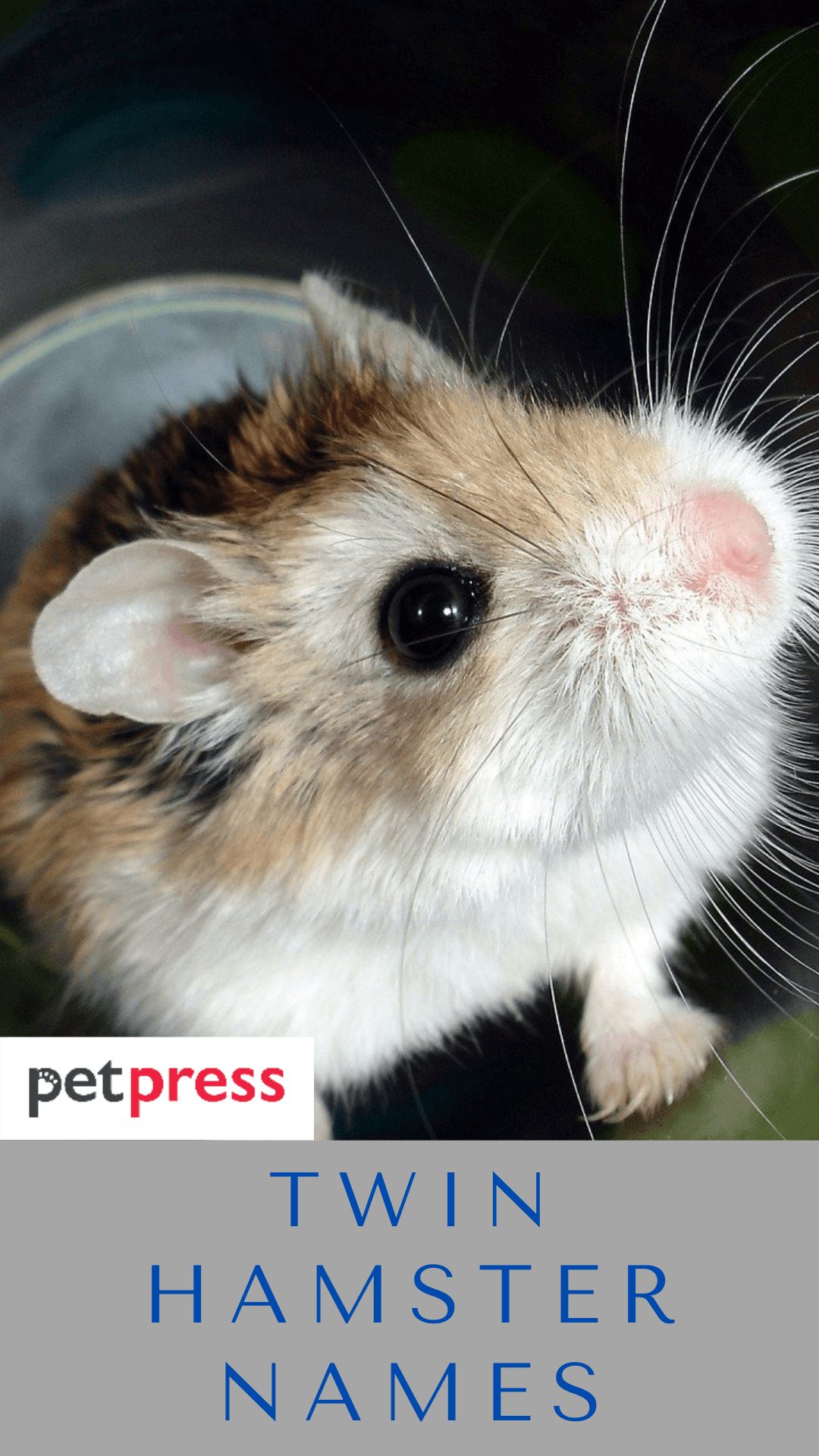 twin-hamster-names