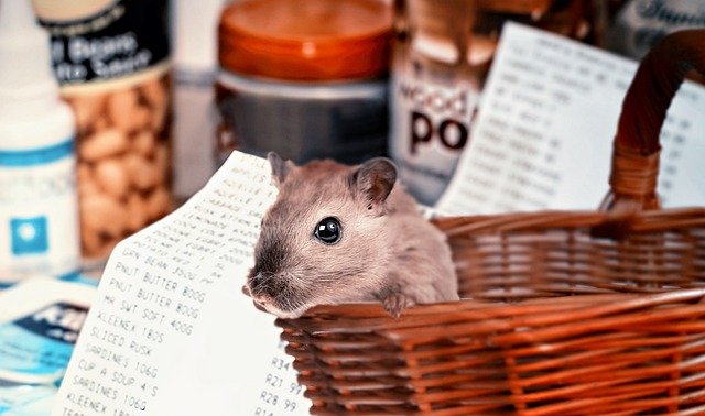 male-japanese-hamster-names