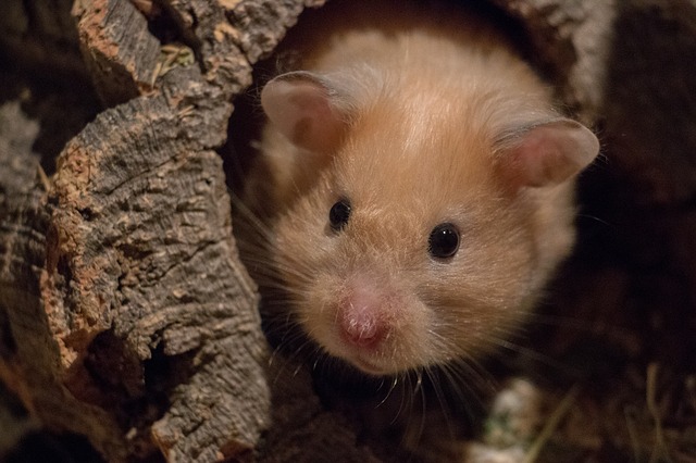 unique-japanese-hamster-names