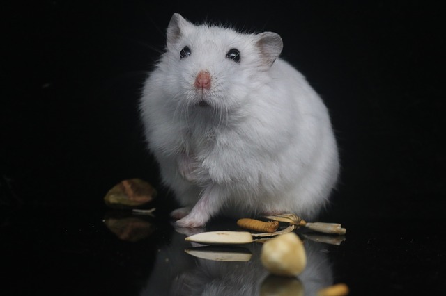 female-teddy-bear-hamster-names