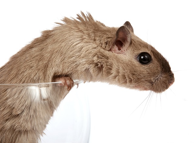 funny-teddy-bear-hamster-names