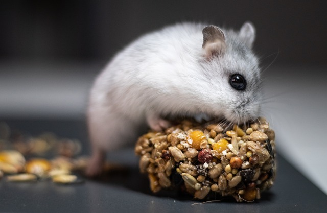 cute-teddy-bear-hamster-names