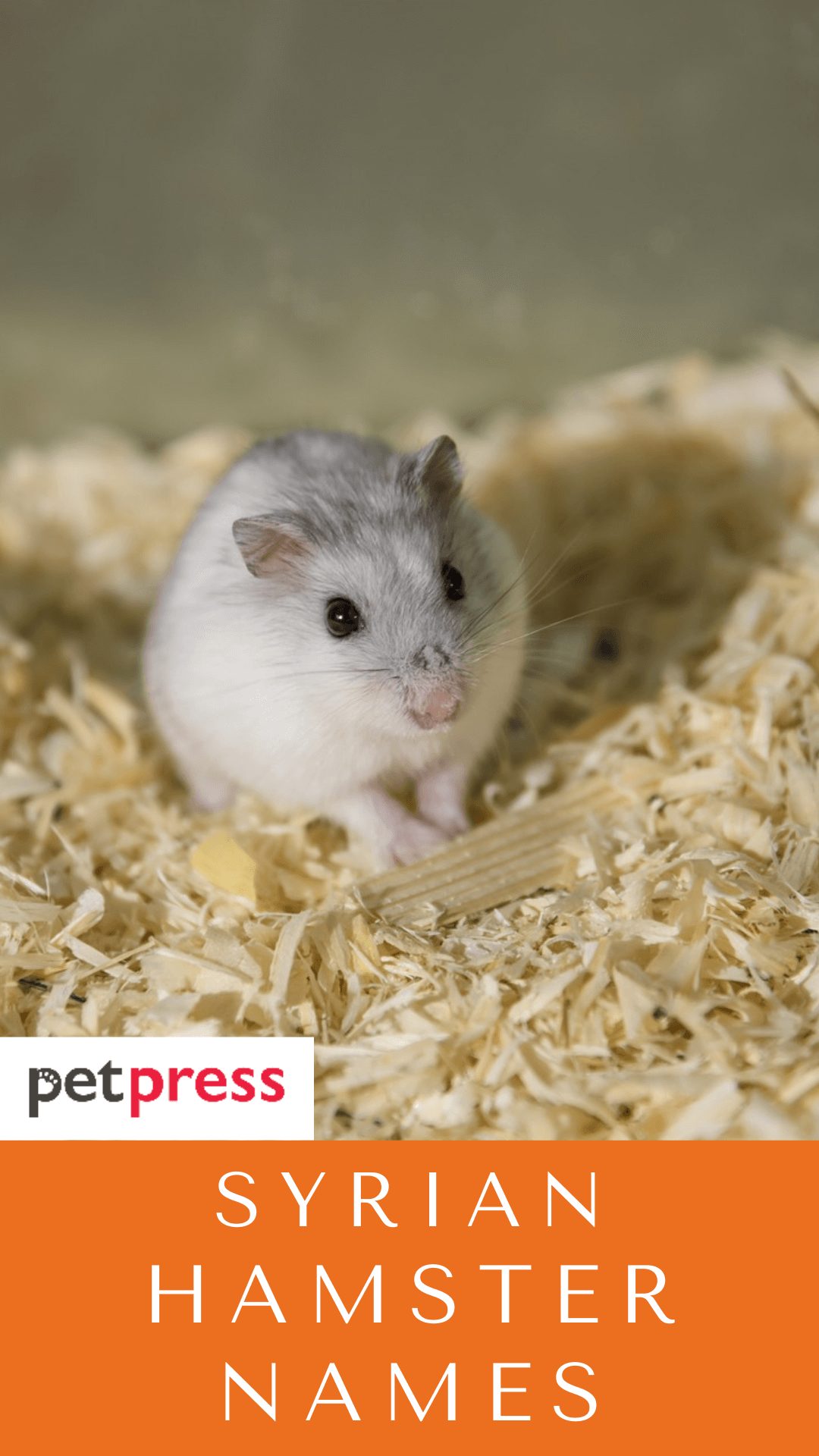 syrian-hamster-names