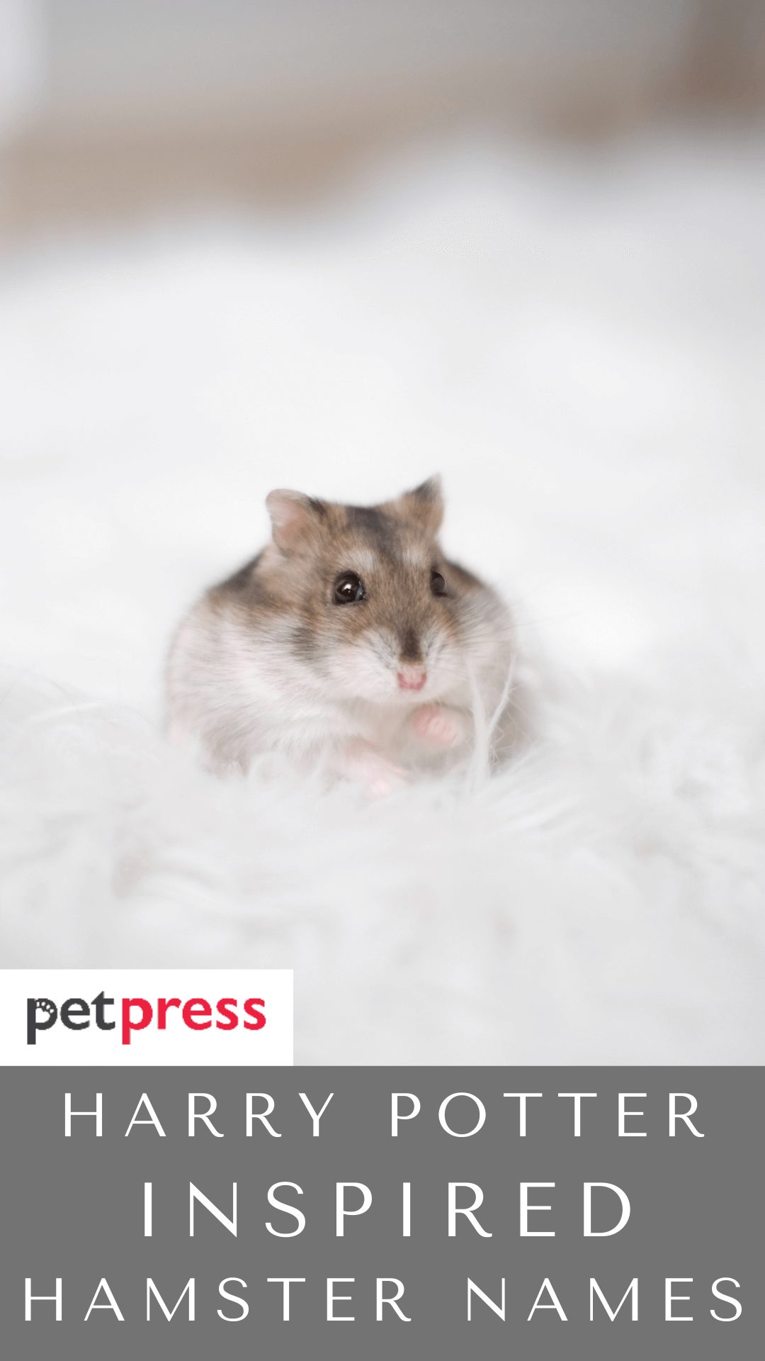 harry-potter-hamster-names