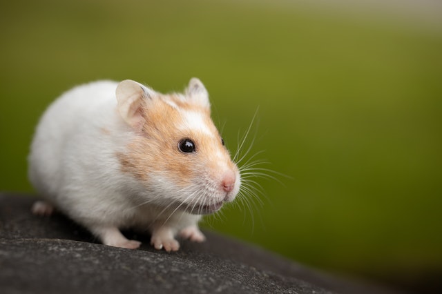male-harry-potter-hamster-names