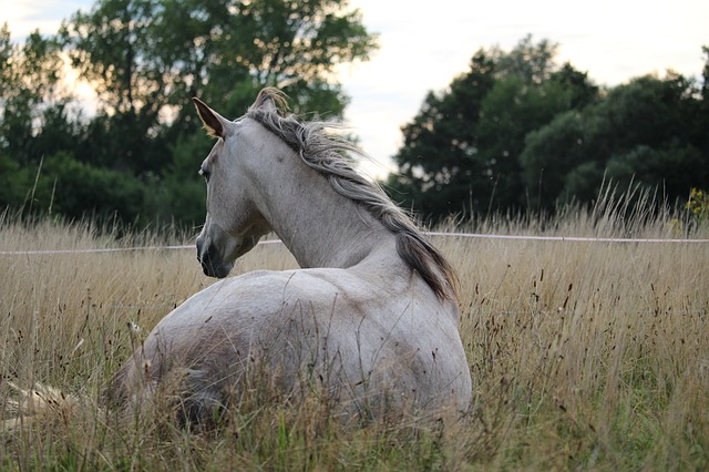 healthy-horse