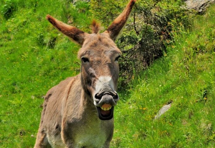 Funny Female Donkey Names