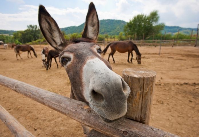 Funny Male Donkey Names